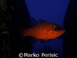 Cardinal-fish (Apogon imberbis).At home in the B-17 wreck... by Marko Perisic 